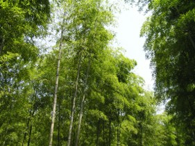 Bamboo Forest