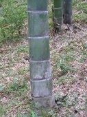Bamboo shoot